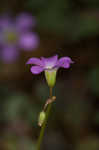 Violet woodsorrel